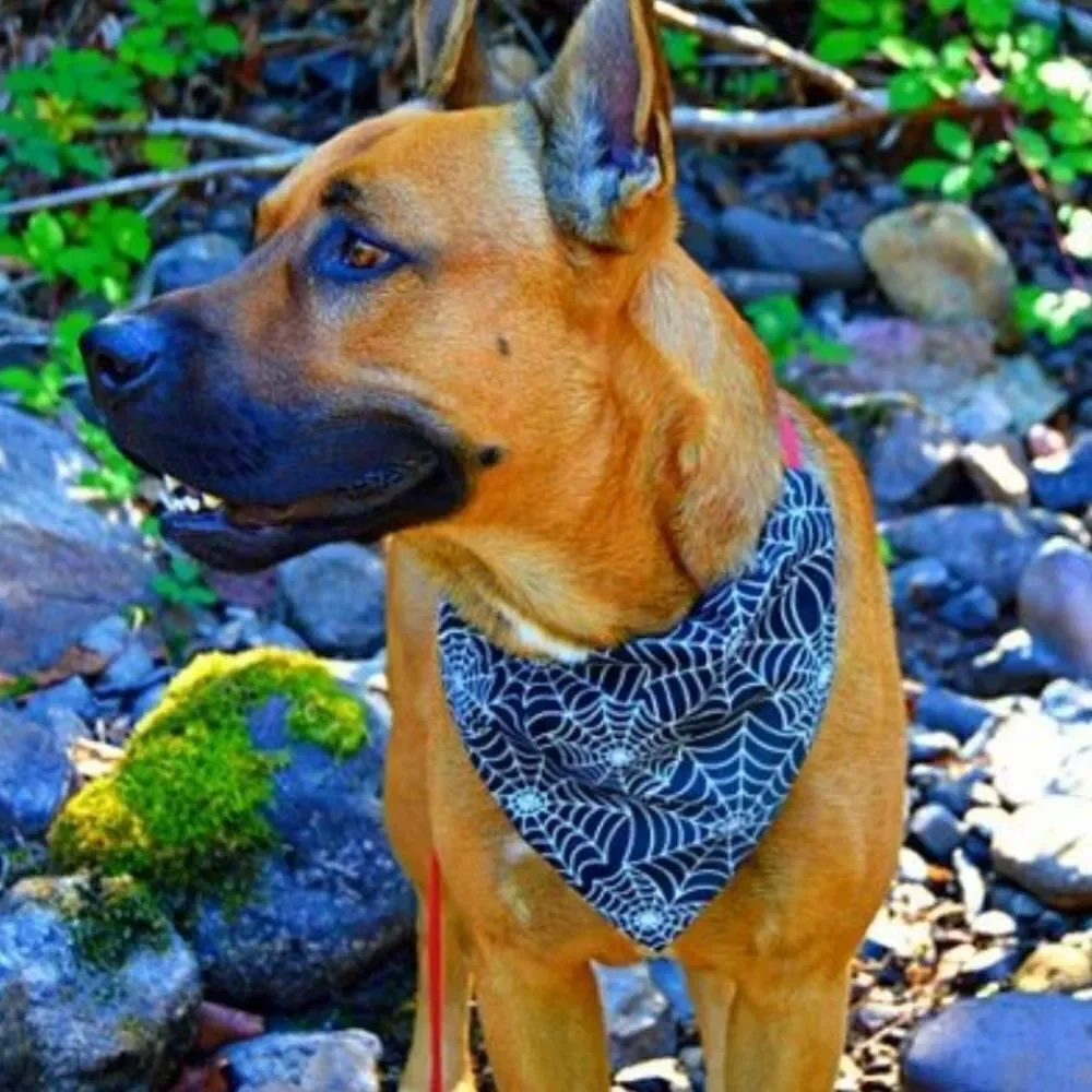 🏖 Pet Collar Bandana Spiderwebs Halloween Goth Gothic